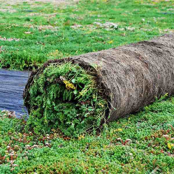 sedummåtte rulle til sedum tag eller som grønt sedum bunddække til afdækning i haven med sedummåtter