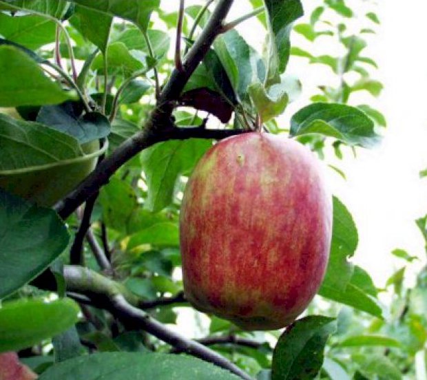 rød gråsten æbletræ frugttræ